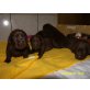 Labrador Retriever Welpen - Hündin