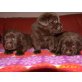 Labrador Retriever Welpen - Hündin
