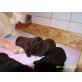 Labrador Retriever Welpen - Hündin