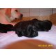 Labrador Retriever Welpen - Hündin