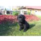 Labrador Retriever Welpen - Hündin