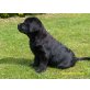 Labrador Retriever Welpen - Hündin