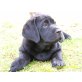 Labrador Retriever Welpen - Hündin