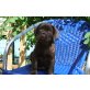Labrador Retriever Welpen - Hündin