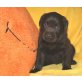 Labrador Retriever Welpen - Hündin