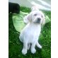 Labrador Retriever Welpen - Hündin
