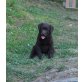 Labrador Retriever Welpen - Hündin