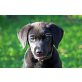 Labrador Retriever Welpen - Hündin