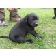 Labrador Retriever Welpen - Hündin
