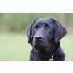 Labrador Retriever Welpen - Hündin