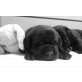 Labrador Retriever Welpen - Hündin