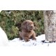 Labrador Retriever Welpen - Hündin