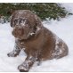 Labrador Retriever Welpen - Hündin