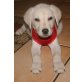 Labrador Retriever Welpen - Hündin