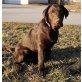 Labrador Retriever Welpen - Hündin