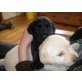 Labrador Retriever Welpen - Hündin