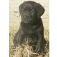 Labrador Retriever Welpen - Hündin
