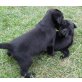 Labrador Retriever Welpen - Hündin