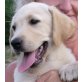 Labrador Retriever Welpen - Hündin