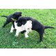 Labrador Retriever Welpen - Hündin