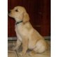 Labrador Retriever Welpen - Hündin