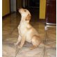Labrador Retriever Welpen - Hündin