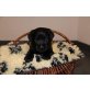 Labrador Retriever Welpen - Hündin