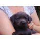 Labrador Retriever Welpen - Hündin