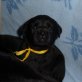 Labrador Retriever Welpen - Hündin