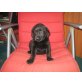 Labrador Retriever Welpen - Hündin