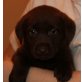 Labrador Retriever Welpen - Hündin