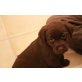 Labrador Retriever Welpen - Hündin