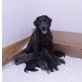Labrador Retriever Welpen - Hündin