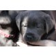 Labrador Retriever Welpen - Hündin
