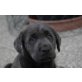 Labrador Retriever Welpen - Hündin