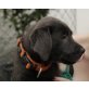 Labrador Retriever Welpen - Hündin