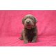 Labrador Retriever Welpen - Hündin