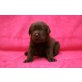 Labrador Retriever Welpen - Hündin