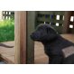 Labrador Retriever Welpen - Hündin