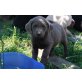 Labrador Retriever Welpen - Hündin