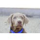 Labrador Retriever Welpen - Hündin