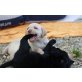 Labrador Retriever Welpen - Hündin