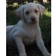 Labrador Retriever Welpen - Hündin