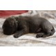 Labrador Retriever Welpen - Hündin