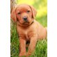 Labrador Retriever Welpen - Hündin
