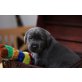 Labrador Retriever Welpen - Hündin