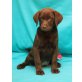 Labrador Retriever Welpen - Hündin