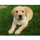 Labrador Retriever Welpen - Hündin