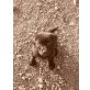 Labrador Retriever Welpen - Hündin