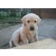 Labrador Retriever Welpen - Hündin